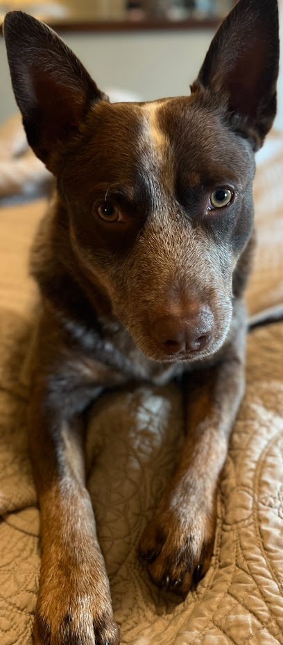 Dog day care in Elgin Texas Tail Wag Inn LLC Dog Boarding 1