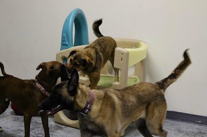 Dog day care in Elizabeth City North Carolina River City Bark and Park 1