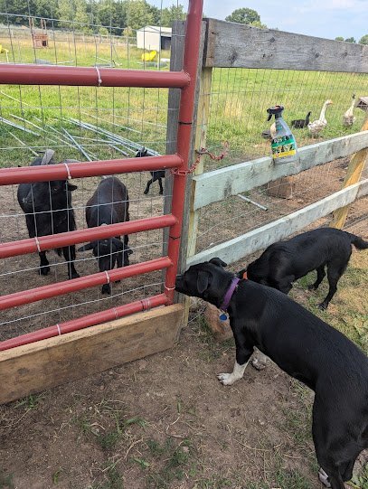 Dog day care in Elk River Minnesota K9 Country Club 1