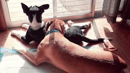 Dog day care in Elko Minnesota Chip s Palace Dog Boarding LLC 1