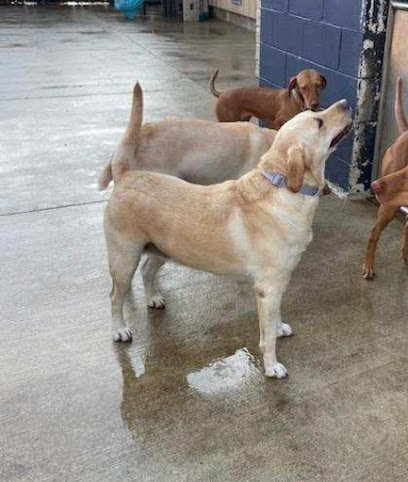 Dog day care in Elko Minnesota Waggin Tails Retreat 1