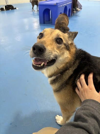 Dog day care in Elkridge Maryland TK 9 Academy 1