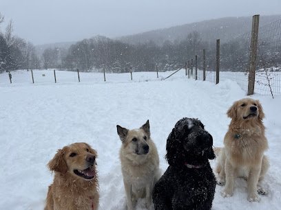 Dog day care in Ellicottville New York Sheer Dogness 1