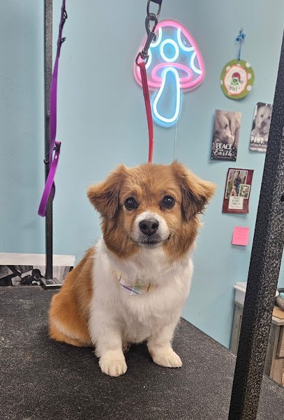 Dog day care in Elma New York Paws Avenue NY 1