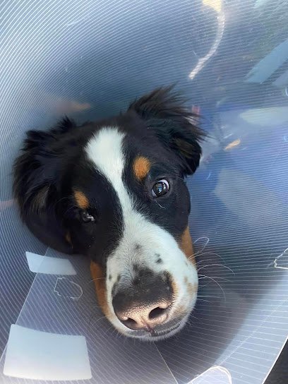 Dog day care in Elmhurst Illinois Tail Gate For Dogs 1