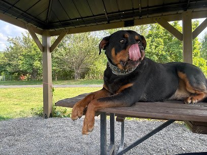 Dog day care in Elmira New York Woofs Wags Wiggles 1