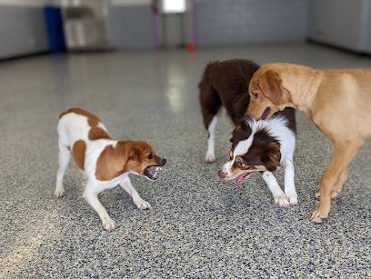 Dog day care in Emporia Kansas Raise Your Paws 1