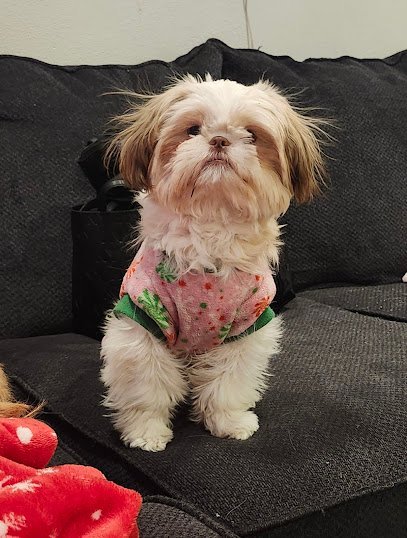 Dog day care in Endicott New York Pitties to Poodles Dog Grooming Spa and Daycare Pet Salon Cat Groomer Dog Bath Wash Haircut Doggy Daycare Endicott NY 1