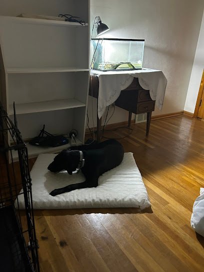 Dog day care in Endicott New York pack leader academy boarding and daycare 1