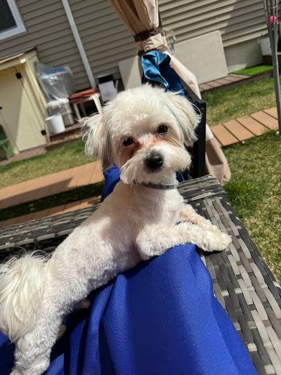 Dog day care in Englewood New Jersey Splish Splash Dog Daycare 1