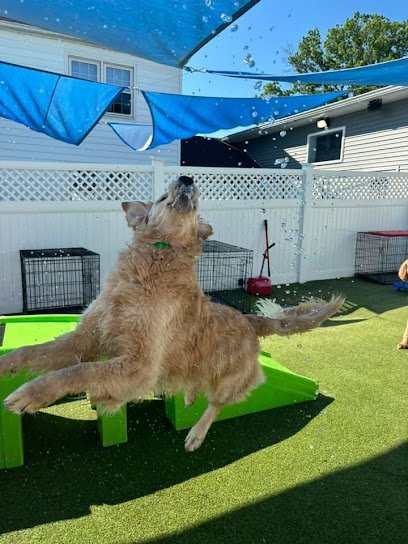 Dog day care in Erlanger Kentucky Allie s Walkabout 1