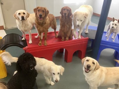 Dog day care in Erlanger Kentucky Erlanger Pet Resort Day Spa 1