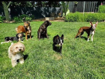 Dog day care in Erlanger Kentucky NKY Paw Pals Pet Sitters Boarding 1