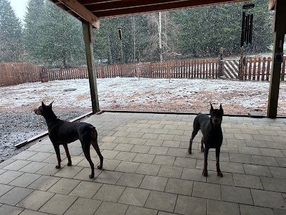 Dog day care in Estacada Oregon Day Hill Dog Training Boarding Daycare 1