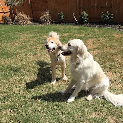 Dog day care in Eugene Oregon Muddy Paws Pet Sitting 1