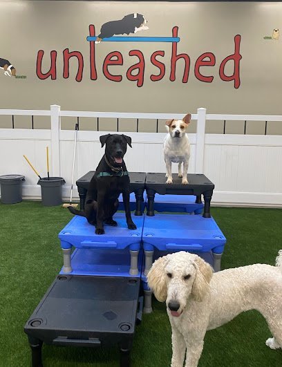 Dog day care in Evanston Illinois Unleashed Academy 1