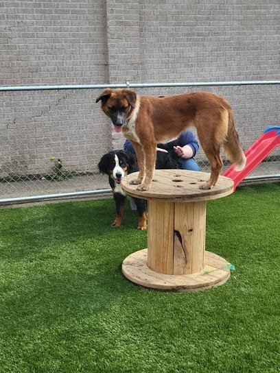 Dog day care in Evansville Indiana Barks Recreation Evansville 1