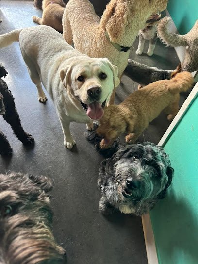 Dog day care in Evansville Indiana Opie s Doggie Playcare and Salon 1