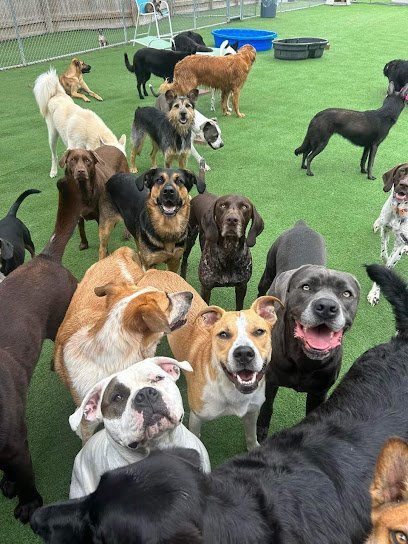 Dog day care in Evansville Indiana Specialty Pet Grooming 1