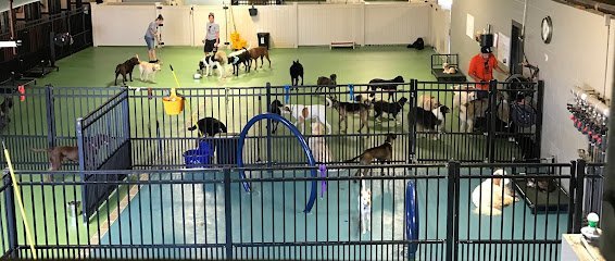 Dog day care in Everett Massachusetts The Common Dog 1