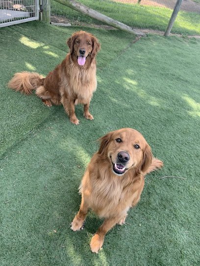 Dog day care in Fairland Indiana Bradley Phifer Dog Training 1