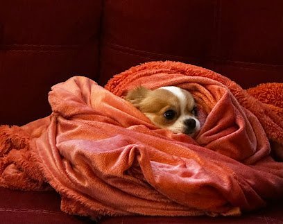 Dog day care in Fairview Park Ohio Just Little Paws Daycare 1