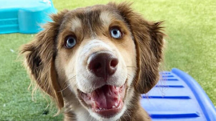 Dog day care in Fairview Tennessee Greymont Kennel 1