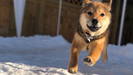 Dog day care in Faribault Minnesota Muddy Paws Resort 1