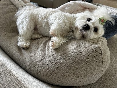 Dog day care in Farmersville Texas Angel Paws Inn by Mimi 1