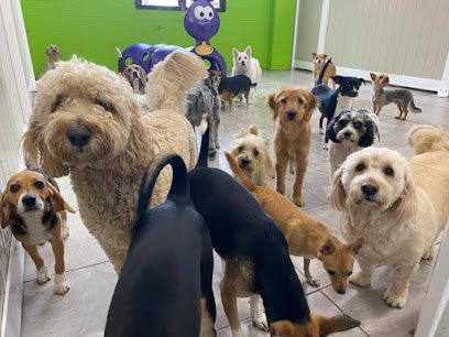 Dog day care in Farmingdale New York Hounds Town USA Farmingdale 1