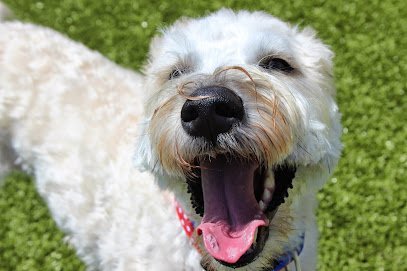 Dog day care in Farmington Hills Michigan Canine College 1