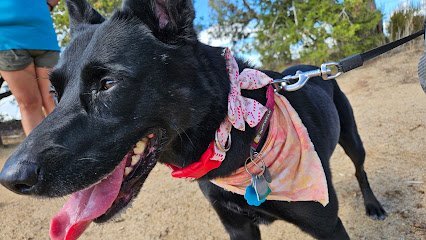 Dog day care in Farmington New Mexico Cicis Paws and Whiskers 1
