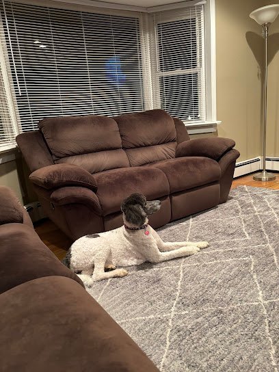 Dog day care in Farmingville New York Gina s Dog Cat Services 1