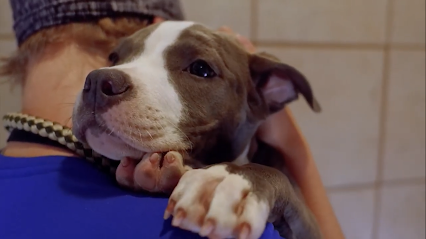 Dog day care in Fayetteville North Carolina Blessed Oasis Pet Resort 1