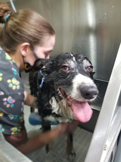 Dog day care in Fayetteville North Carolina Dog Days Inn 1