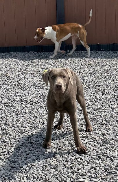 Dog day care in Fenton Township Michigan Ruffy Ranch Retreat 1