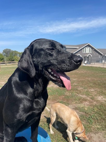 Dog day care in Fergus Falls Minnesota Canine Acres 1