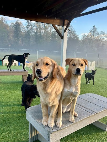 Dog day care in Fletcher North Carolina Happy Tails Country Club East 1