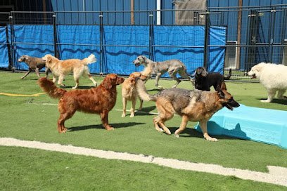 Dog day care in Florence Kentucky Doggie Paddles LLC 1