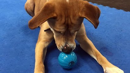 Dog day care in Florence Kentucky Klassy K 9 1