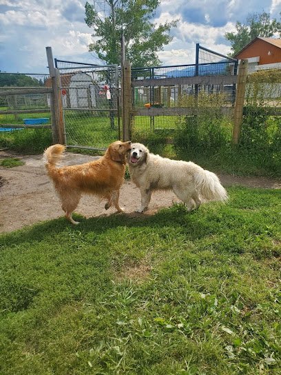 Dog day care in Florence Montana Wind River Canine Partners Dog Training Boarding 1 1