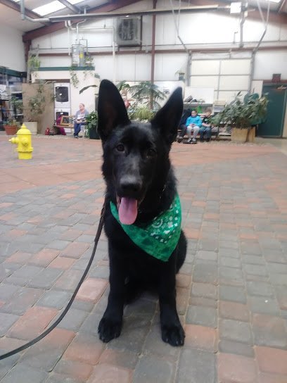 Dog day care in Flushing Michigan Flushing Animal Hospital Pet Hotel 1