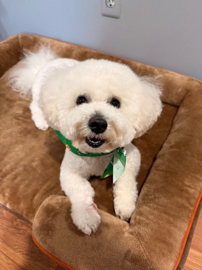 Dog day care in Flushing New York NY Puppy Club 191st 1