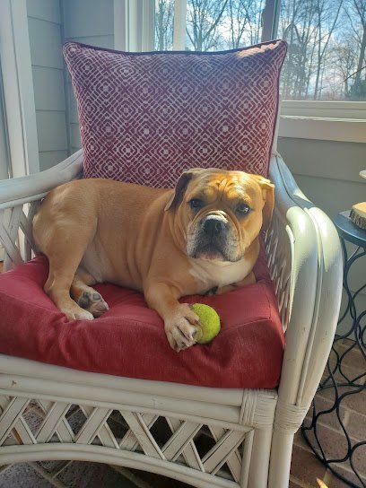 Dog day care in Forest City North Carolina The Paw Palace 1