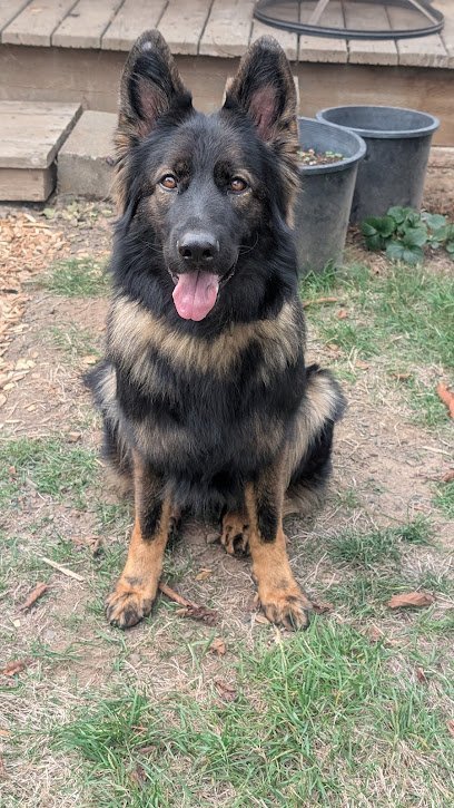 Dog day care in Forest Grove Oregon Doggie Spa Plus 1