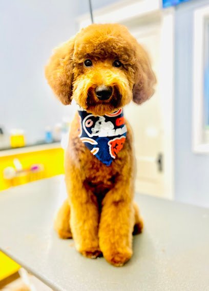 Dog day care in Forest Park Illinois Pet Emporium 1