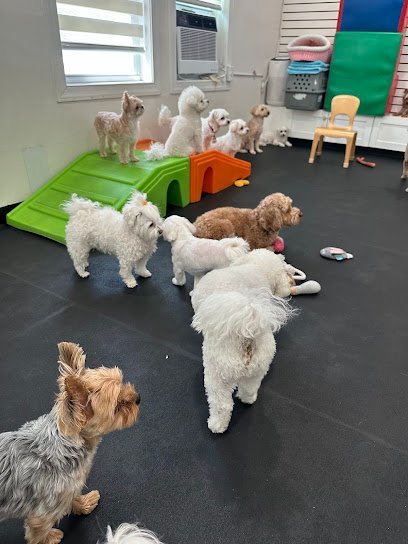 Dog day care in Fort Lee New Jersey Crown Pet 1