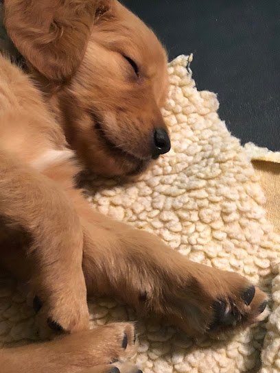 Dog day care in Fort Ripley Minnesota Cozy Home Pet Care 1