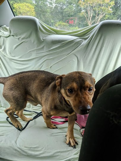 Dog day care in Fort Valley Georgia The Pet Lodge