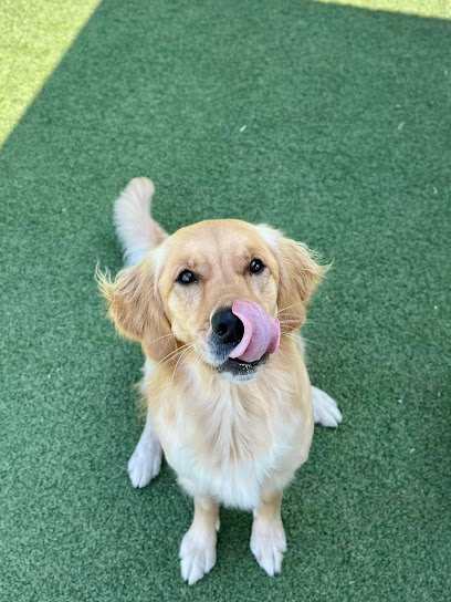 Dog day care in Fort Wayne Indiana Pampered Pets Bed Biscuit 1